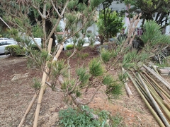 Pinus taiwanensis