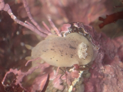 Geitodoris heathi