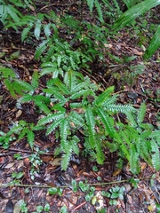 Adiantum wilesianum