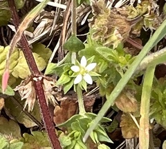Arenaria serpyllifolia