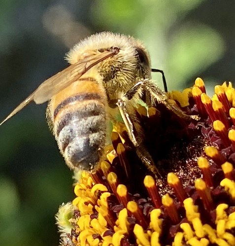 iNaturalist observation photo of Western Honey Bee