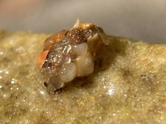 Glossosomatidae