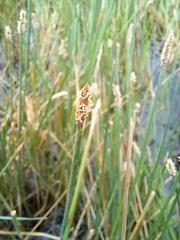 Eleocharis acuta