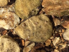 Glossosomatidae