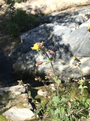 Erythranthe lagunensis