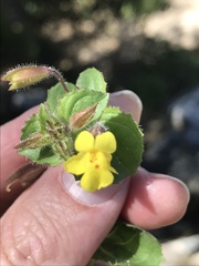 Erythranthe lagunensis