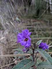 Solanum nemophilum