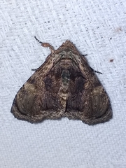 Lepidodes