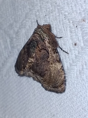 Lepidodes