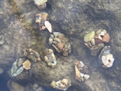 Glossosomatidae