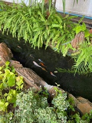 Cyprinus rubrofuscus