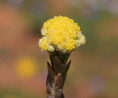 Calocephalus multiflorus