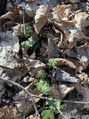 Hydrophyllum macrophyllum