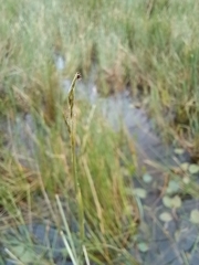 Eragrostis infecunda
