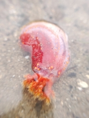 Pseudocolochirus violaceus