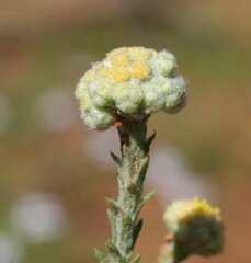 Calocephalus multiflorus