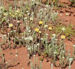 Calocephalus multiflorus