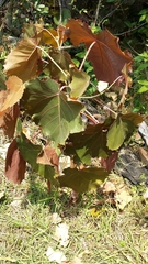 Givotia madagascariensis