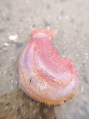 Pseudocolochirus violaceus