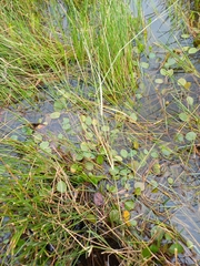 Eragrostis infecunda