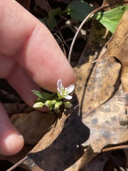 Cardamine douglassii