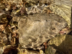 Glossosomatidae