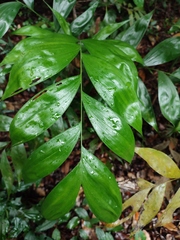 Chamaedorea pinnatifrons