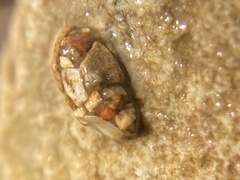 Glossosomatidae