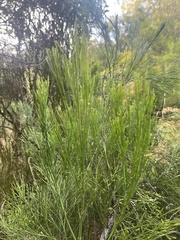 Exocarpos cupressiformis