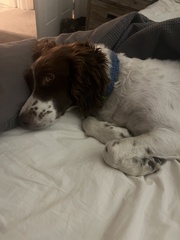 Exocarpos cupressiformis