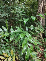 Chamaedorea pinnatifrons