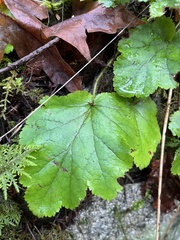 Tellima grandiflora