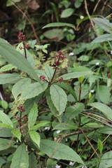 Aucuba chinensis