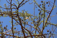 Vachellia seyal