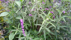 Salvia leucantha
