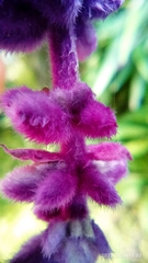 Salvia leucantha