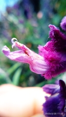 Salvia leucantha
