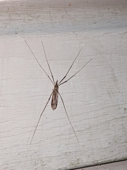 Tipula abdominalis