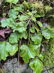 Tellima grandiflora