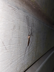 Tipula abdominalis