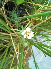 Stellaria angustifolia