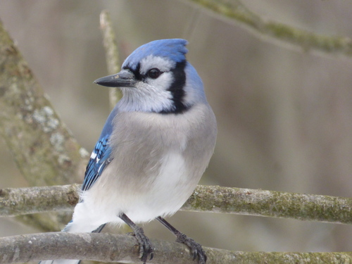 Discover 7 Meanings and Signs of Seeing a Blue Jay - AZ Animals