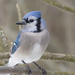 Blue Jay - Photo (c) mhalsted, some rights reserved (CC BY-NC)