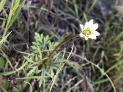 Anemone tuberosa