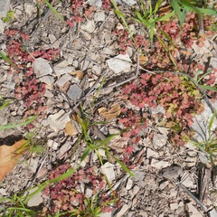 Pterostegia drymarioides