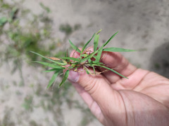 Digitaria ischaemum