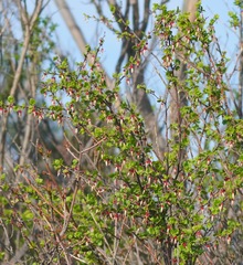 Ribes californicum