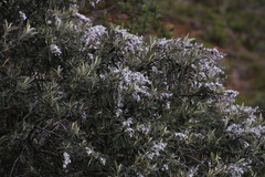 Tarchonanthus littoralis