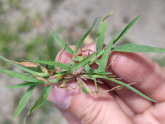 Digitaria ischaemum