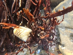 Calliostoma canaliculatum